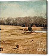 Sheep In The Meadow Canvas Print