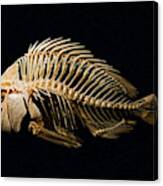 Sheepshead Fish Skeleton Canvas Print