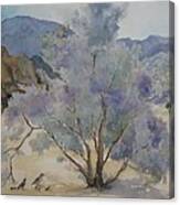 Smoketree In Bloom Canvas Print