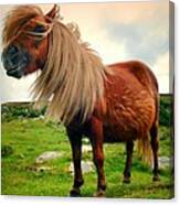 Shetland Pony Canvas Print