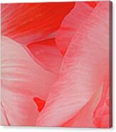 Shirley Poppies Canvas Print