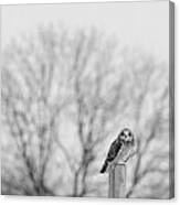 Short-eared Owl In Black And White Canvas Print