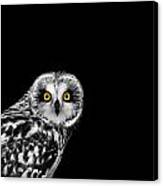 Short-eared Owl Canvas Print