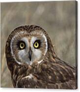 Short-eared Owl Portrait North America Canvas Print