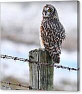 Short Eared Owl Canvas Print