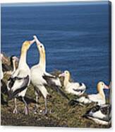 Short-tailed Albatrosses Courting Canvas Print