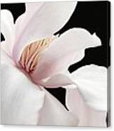 Shy Magnolia Blossom Two Canvas Print