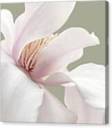 Shy Magnolia Flower Blossom Canvas Print
