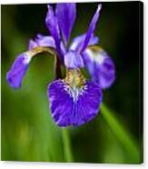 Siberian Iris Flower Canvas Print