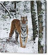 Siberian Tiger - Snow Wood Canvas Print