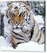 Siberian Tiger #2 Canvas Print