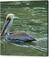 Sidelong Look From A Pelican Canvas Print