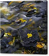Sierra Stream Canvas Print