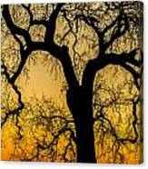 Silhouette Oak Canvas Print