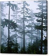 Silhouette Of Trees With Fog Canvas Print