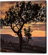 Silhouetted Tree Canvas Print