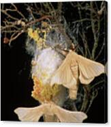 Silk Moths (bombyx Mori) Laying Eggs On A Cocoon Canvas Print