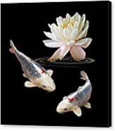 Silver And Red Koi With Water Lily Square Canvas Print