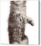 Silver Tabby Kitten, Standing Up As If Canvas Print