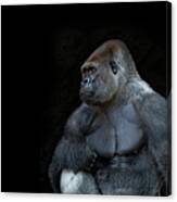 Silverback Gorilla Portrait In Profile Canvas Print
