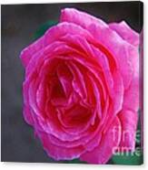 Simply A Rose Canvas Print