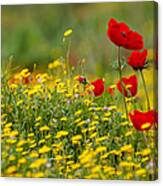 Simply Red Canvas Print