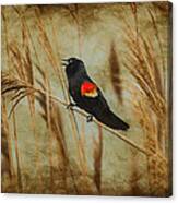 Singing Red Wing Canvas Print