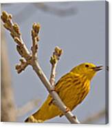 Singing Yellow Warbler Canvas Print
