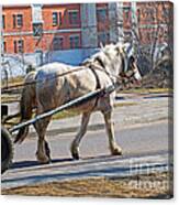 Single Horse Power Canvas Print