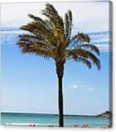 Single Palm Tree On Beach With Unoccupied Sun Loungers Canvas Print