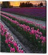 Skagit Valley Flower Layers Canvas Print