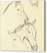 Sketch Of A Horse Head Canvas Print