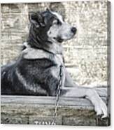 Tuya - Sled Dog Of Denali Canvas Print