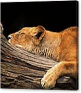 Sleeping Lioness Canvas Print