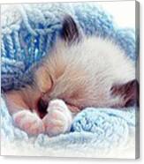 Sleeping Siamese Kitten Canvas Print