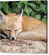 Sleeping Young Fox Canvas Print