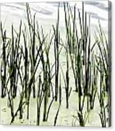 Slender Reeds Canvas Print