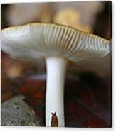 Slugs And Mushrooms Canvas Print