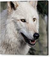 Smiling White Arctic Wolf Canvas Print