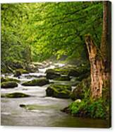 Smoky Mountains Solitude - Great Smoky Mountains National Park Canvas Print