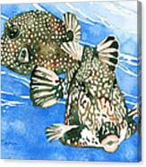 Smooth Trunkfish Pair Canvas Print