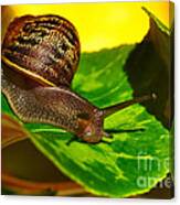 Snail In Colorful Habitat Canvas Print