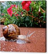 Snail In Motion Canvas Print