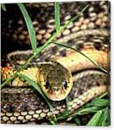 Snake 5 Canvas Print