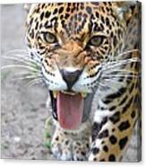 Snarling Jaguar Canvas Print