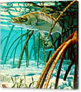 Snook In The Mangroves Canvas Print