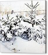 Snow-bound Snowshoe Hare Canvas Print