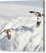 Snow Buntings In Flight Canvas Print