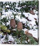 Snow Cones Canvas Print
