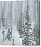 Snow Covered Forest Fire Burn Area Canvas Print